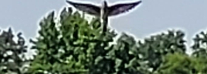 Northern Rough-winged Swallow - ML456719251