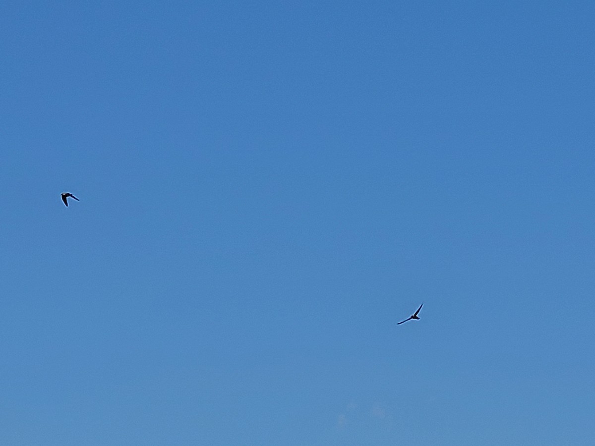 Northern Rough-winged Swallow - ML456719301