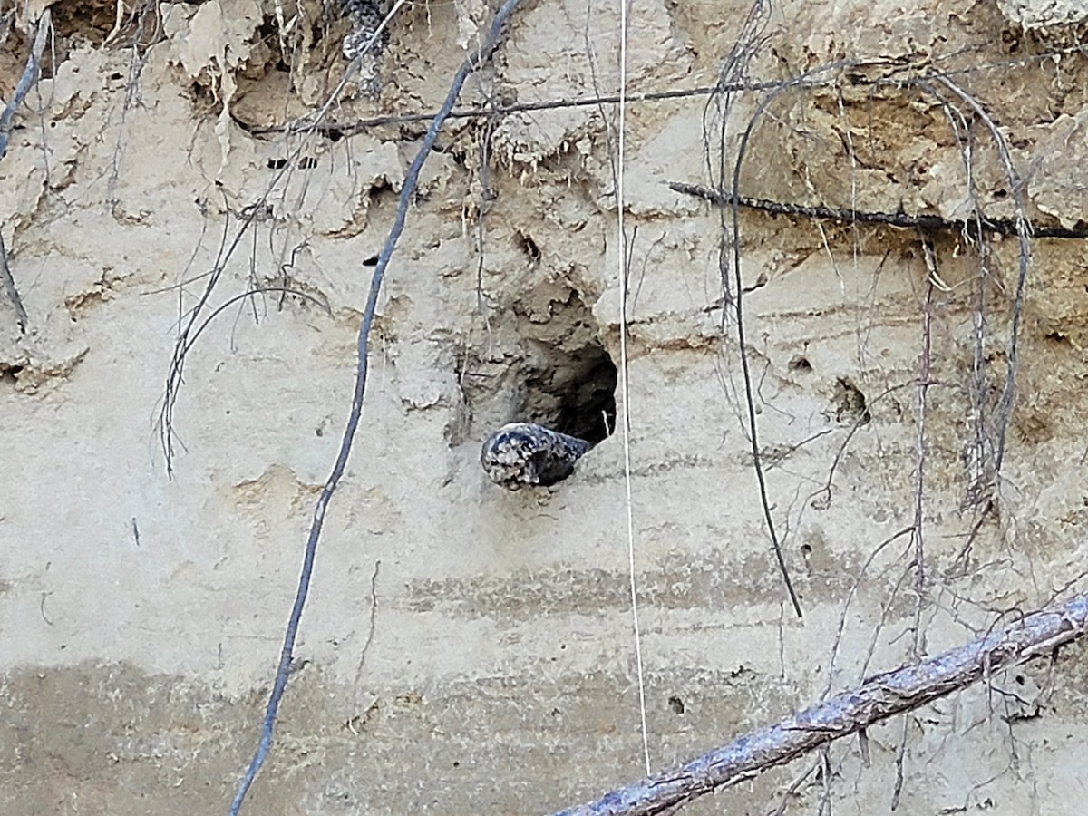 Northern Rough-winged Swallow - ML456719321