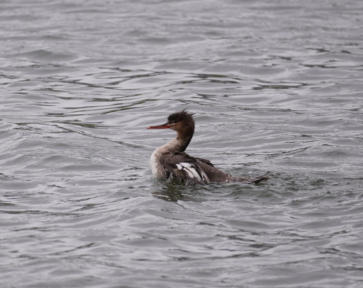 Red-breasted Merganser - ML456720931