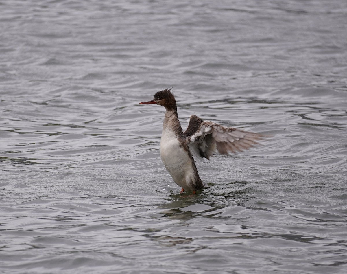 Red-breasted Merganser - ML456720961