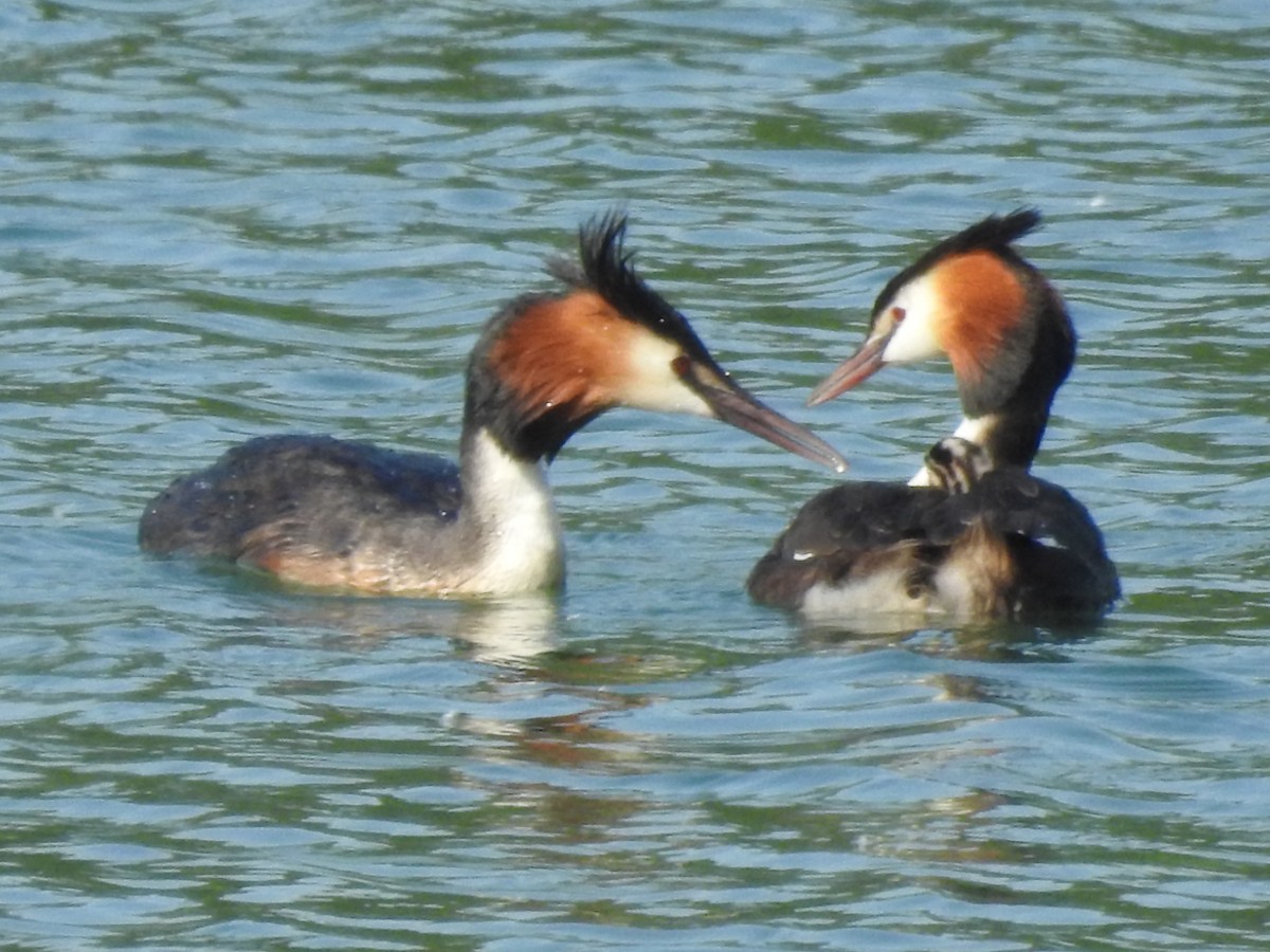 Great Crested Grebe - ML456721561