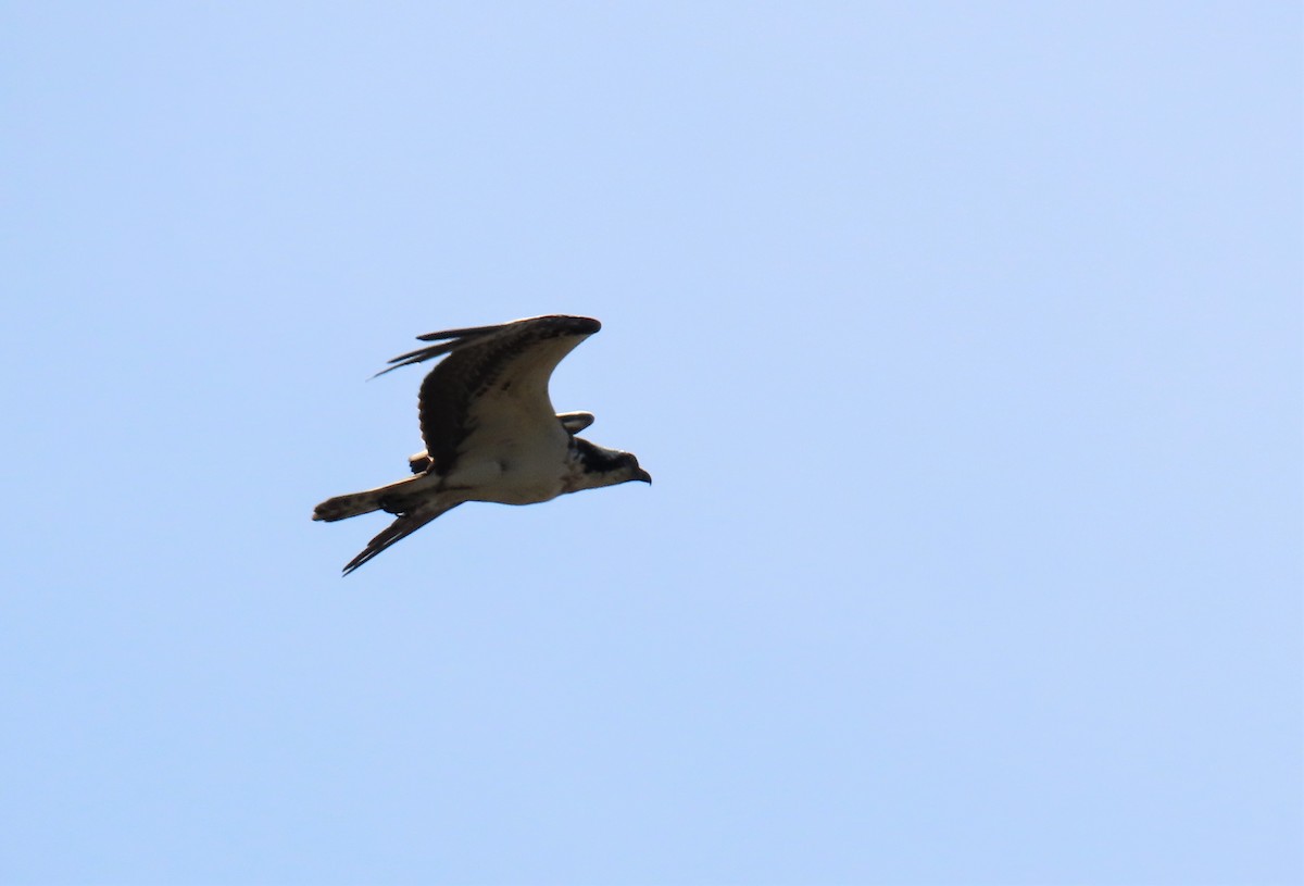 Balbuzard pêcheur - ML456721731