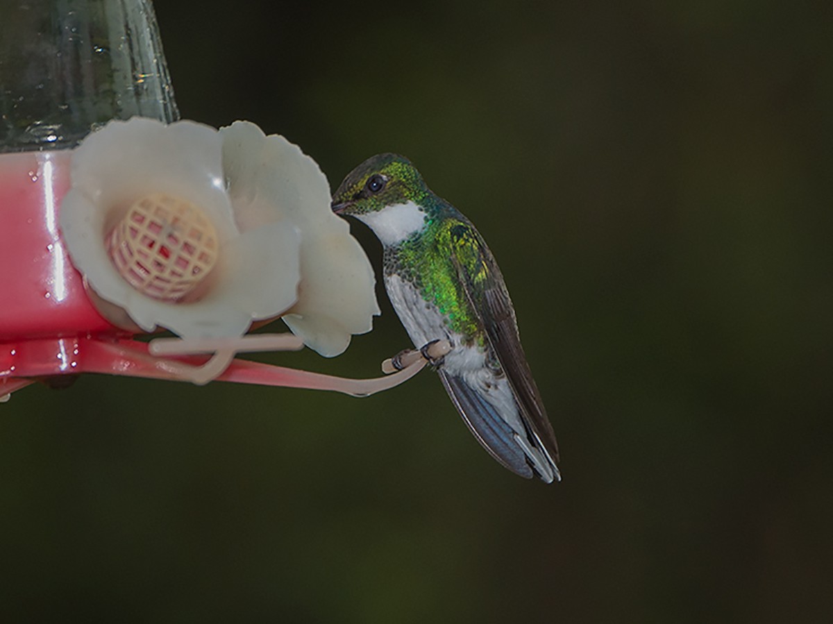 White-throated Hummingbird - Jose Antonio Garcia Allievi