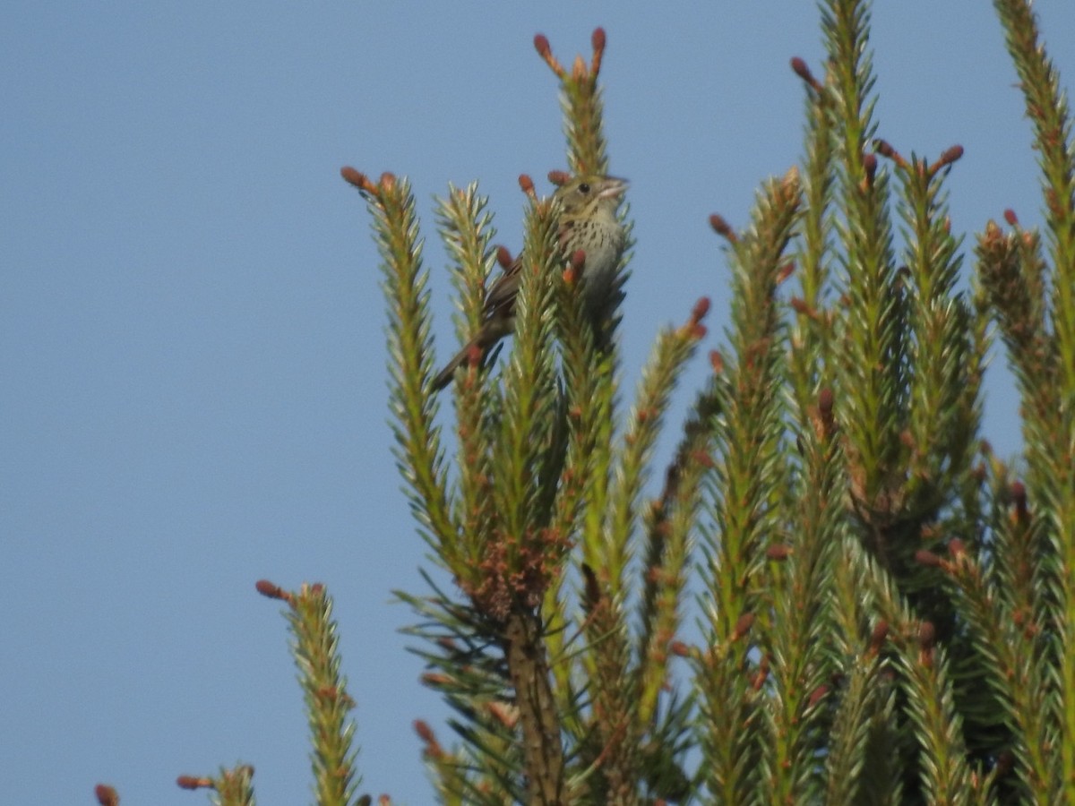 Henslow's Sparrow - ML456723271