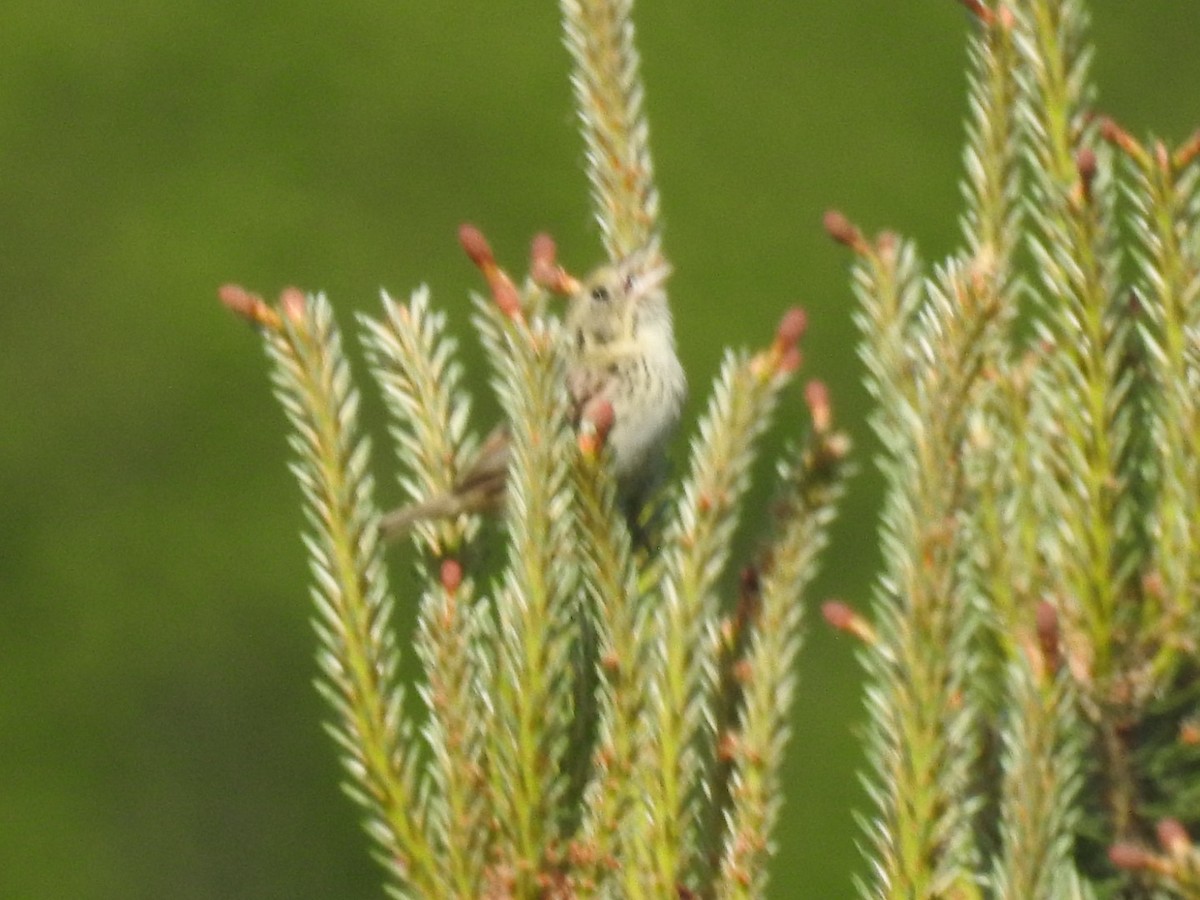 Henslow's Sparrow - ML456723281