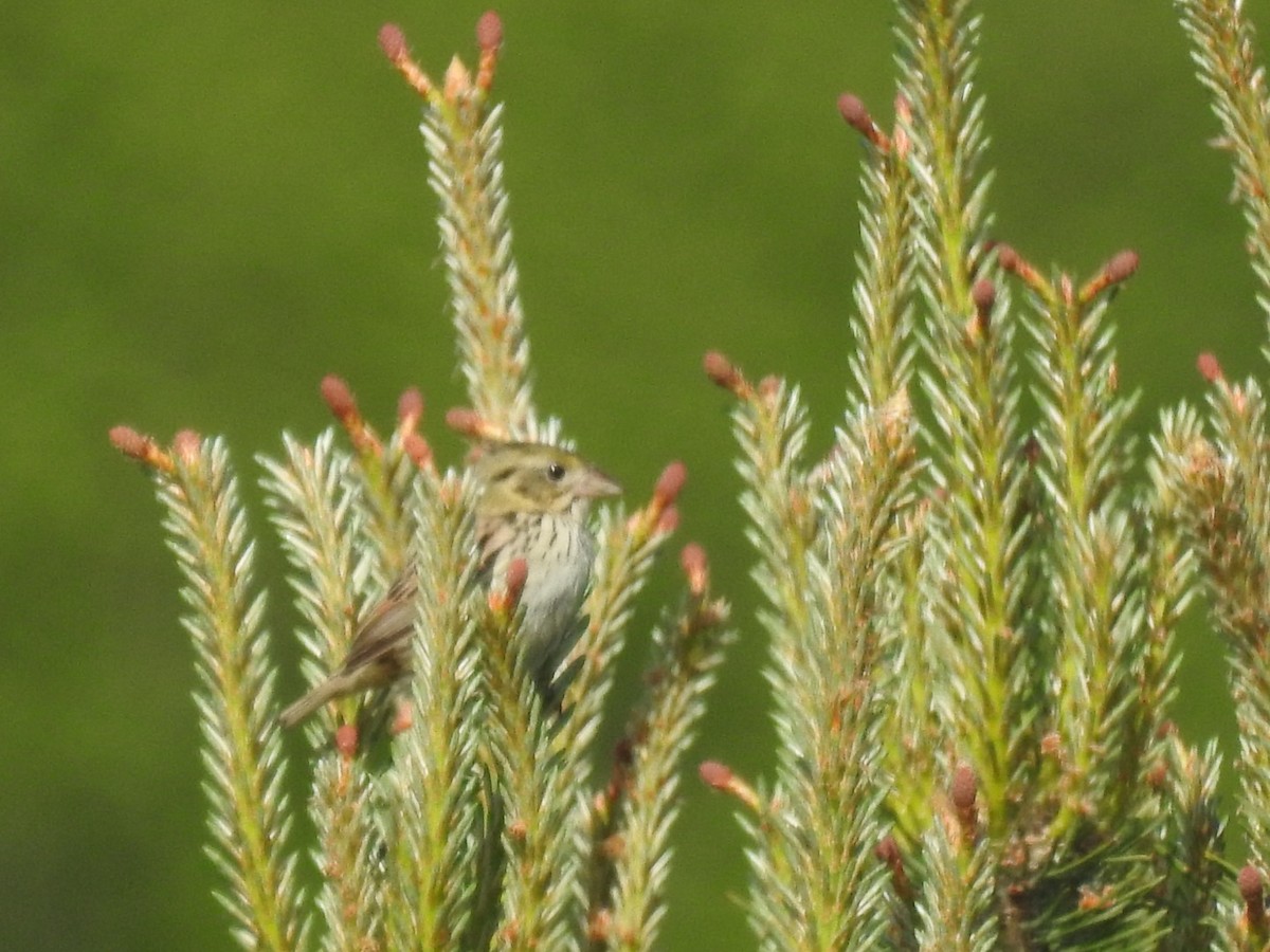 Henslow's Sparrow - ML456723311
