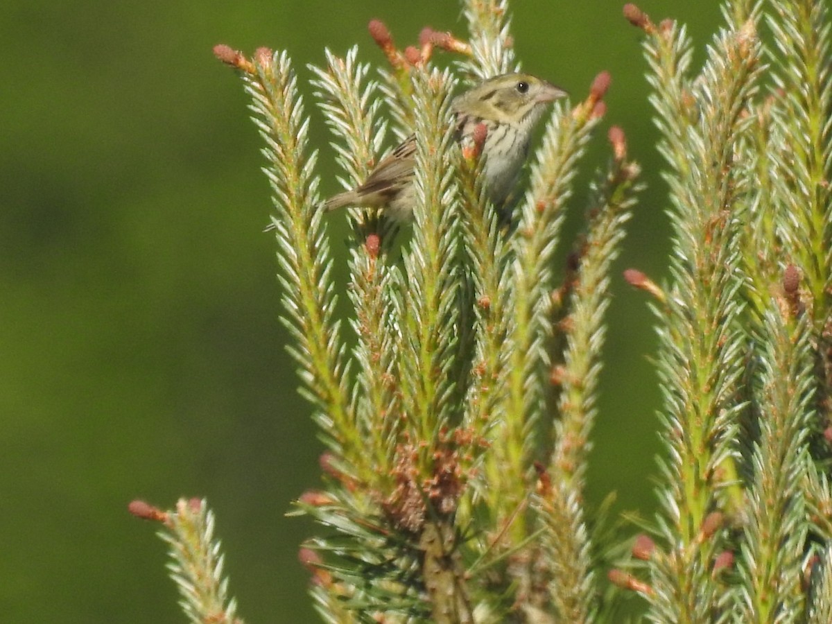 Henslow's Sparrow - ML456723321