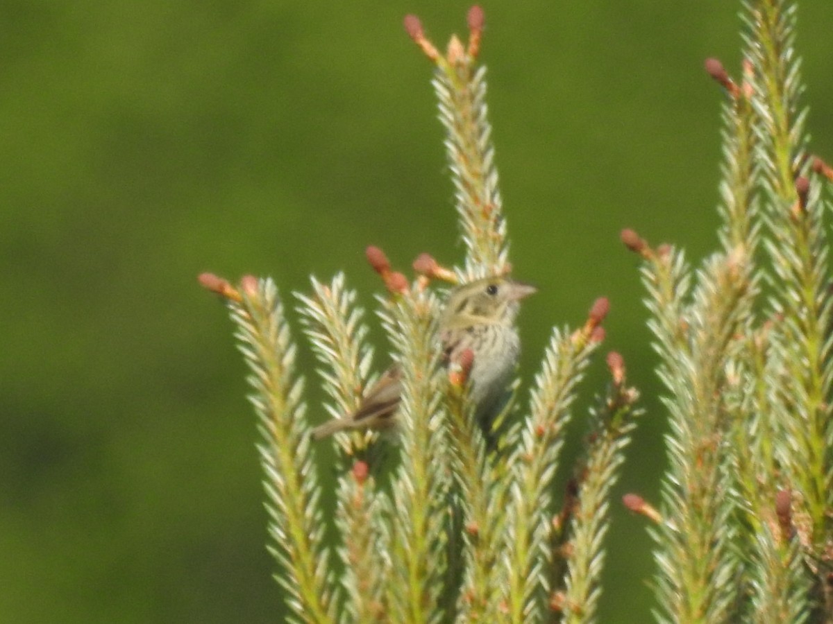 Henslow's Sparrow - ML456723331