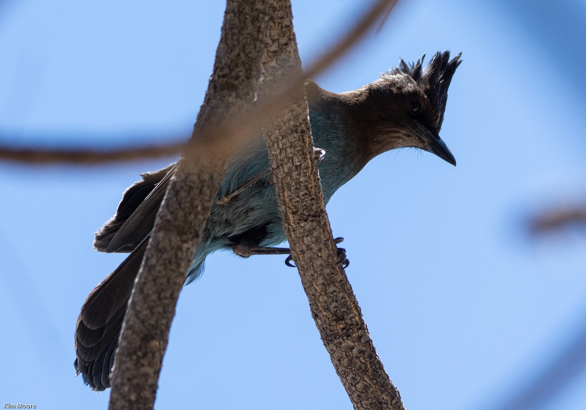 Steller's Jay - ML456723601