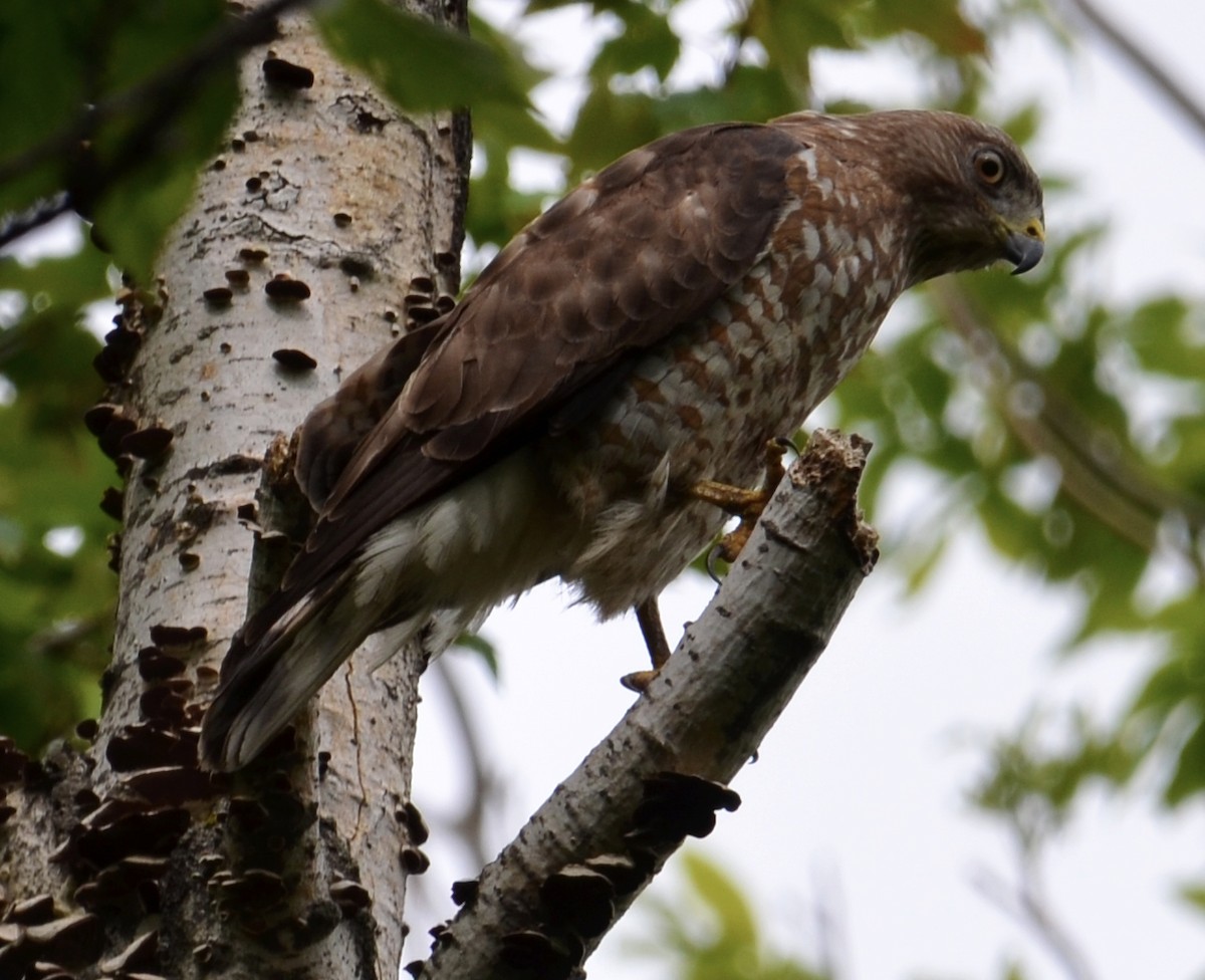 Broad-winged Hawk - ML456724471