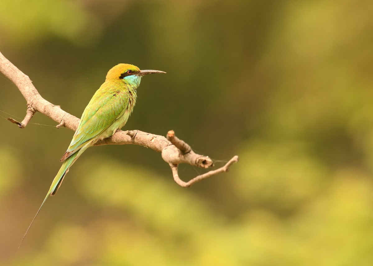 Asian Green Bee-eater - Mallika Rajasekaran