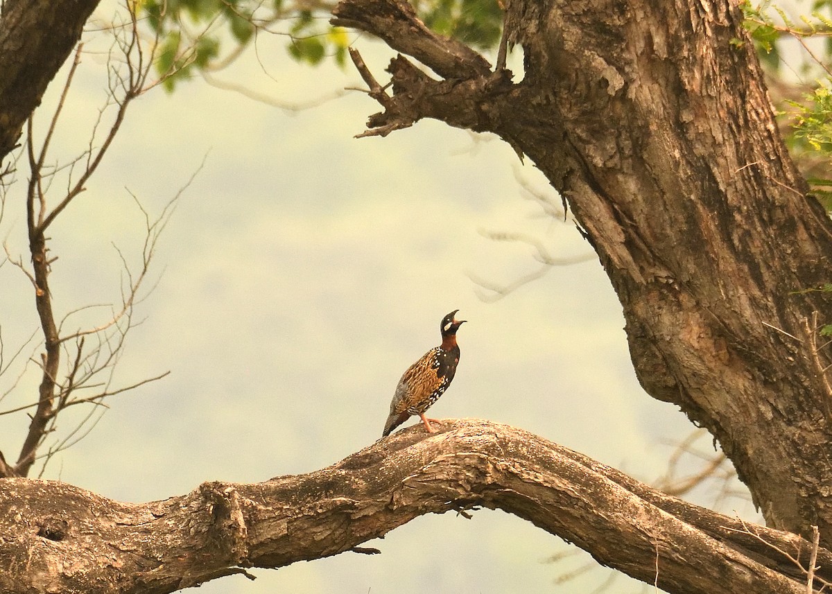 Black Francolin - Mallika Rajasekaran