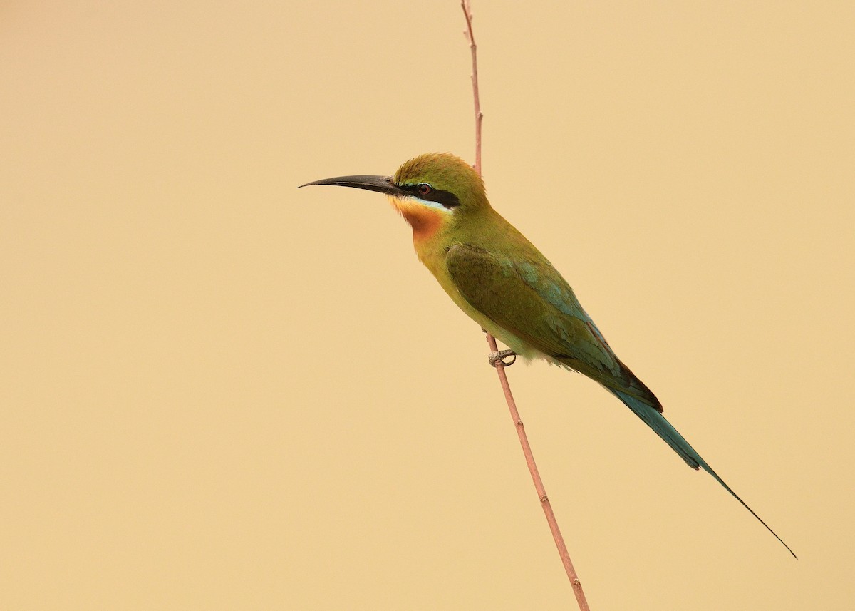 Blue-tailed Bee-eater - Mallika Rajasekaran