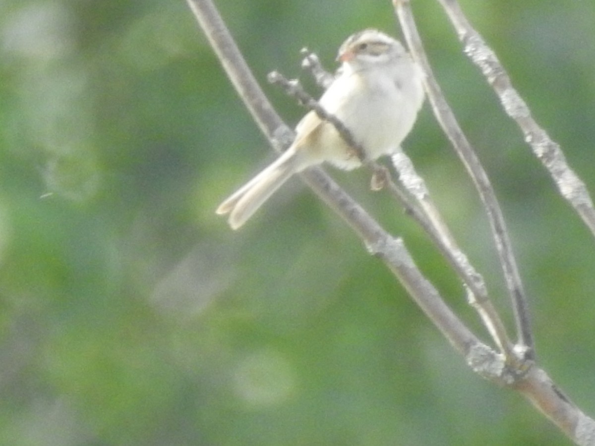 Clay-colored Sparrow - ML456725841