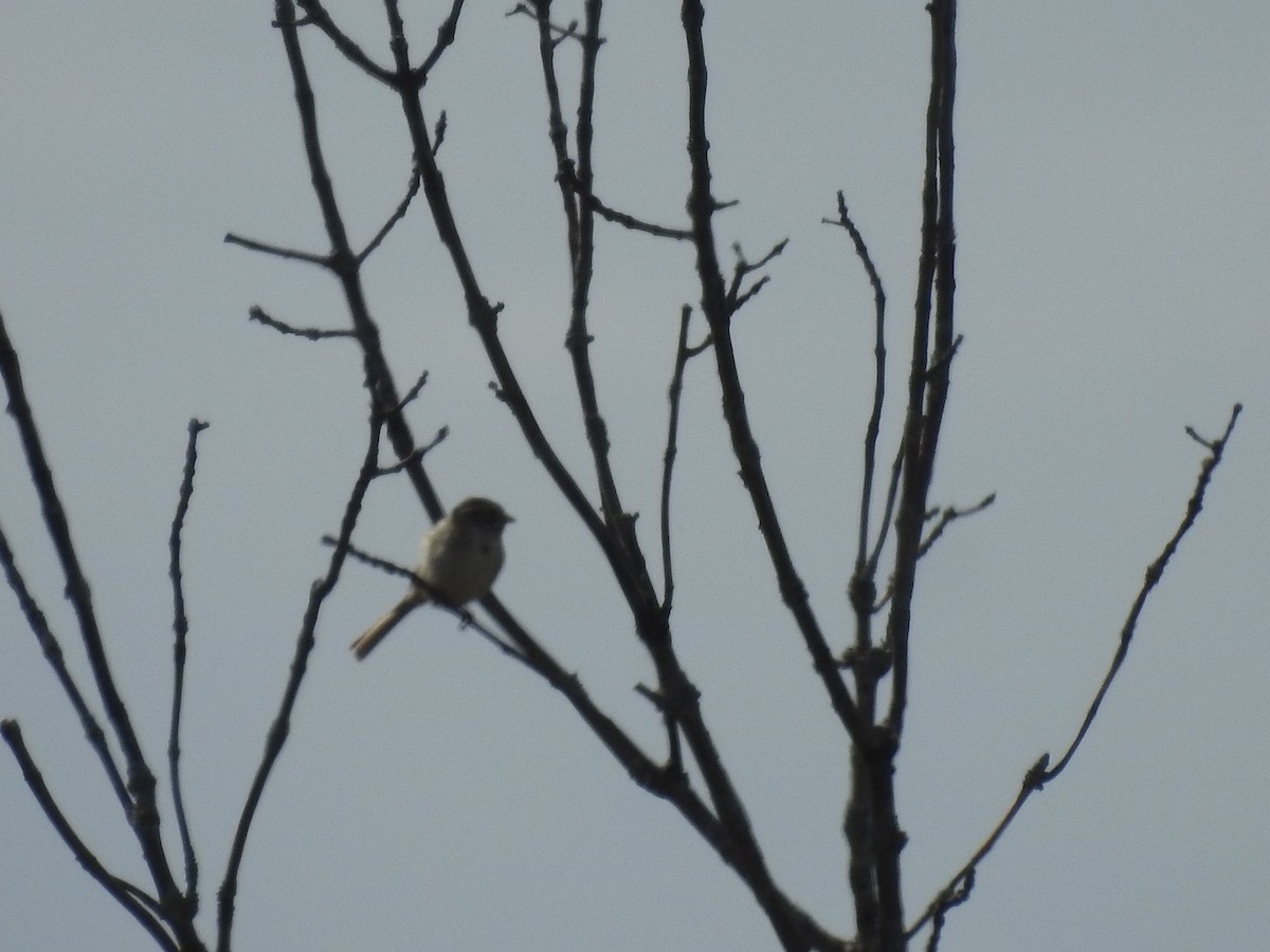 Clay-colored Sparrow - ML456725851