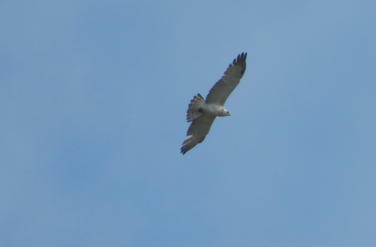 Short-toed Snake-Eagle - ML456725921