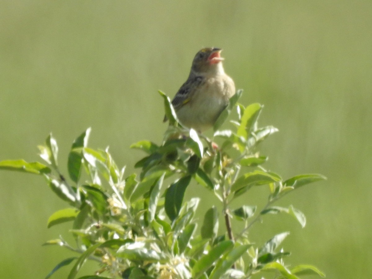 Grasshopper Sparrow - ML456725991