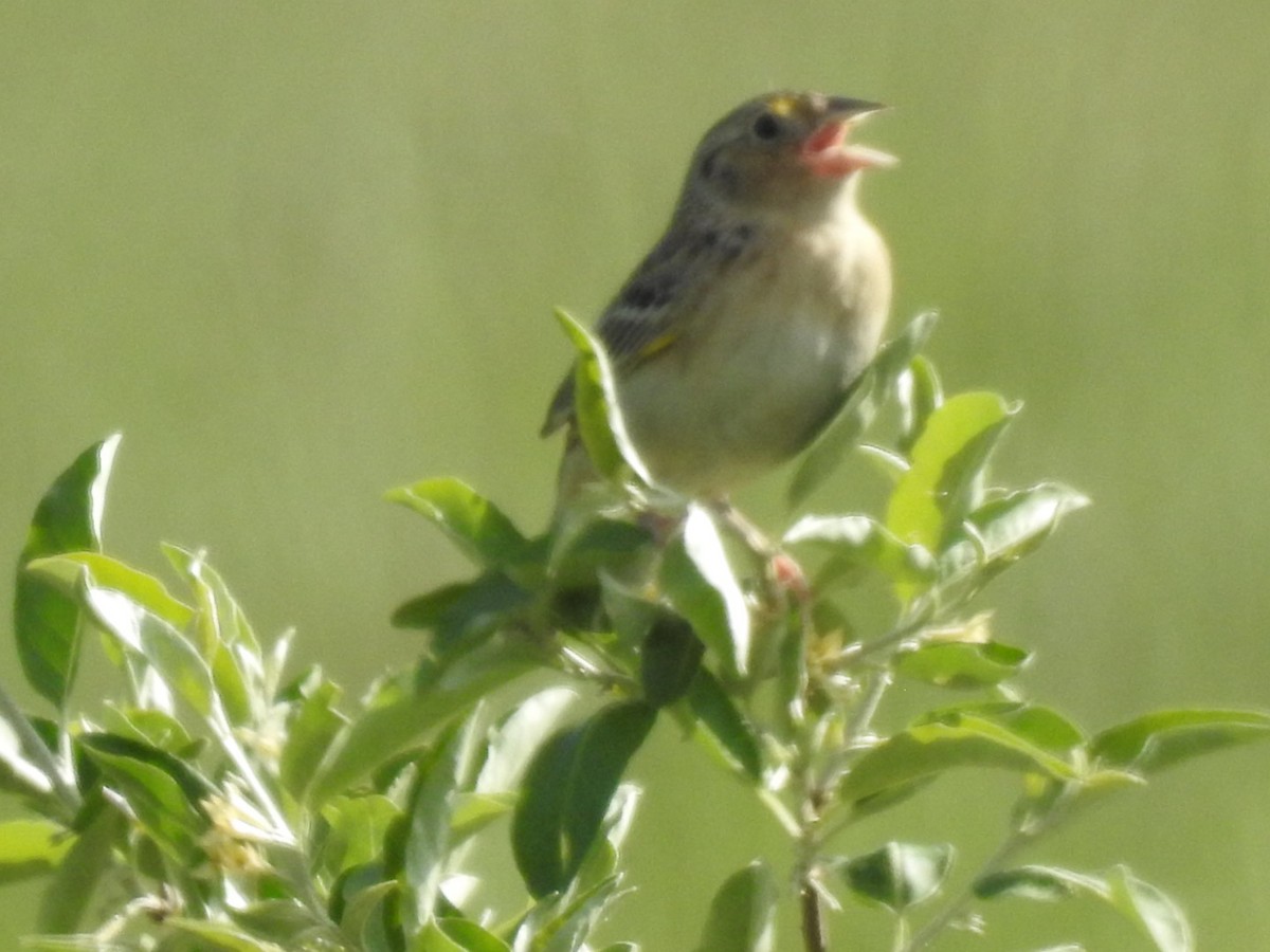 Grasshopper Sparrow - ML456726001