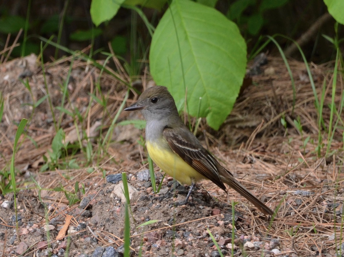 Great Crested Flycatcher - ML456726081