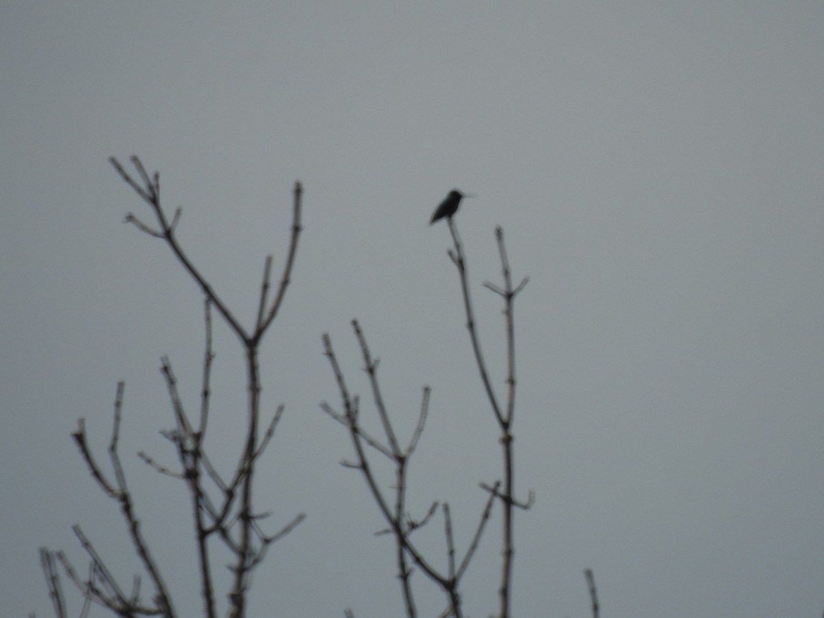 Ruby-throated Hummingbird - ML456726131