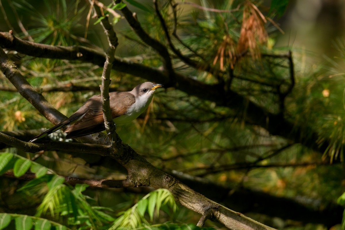 Yellow-billed Cuckoo - ML456727201