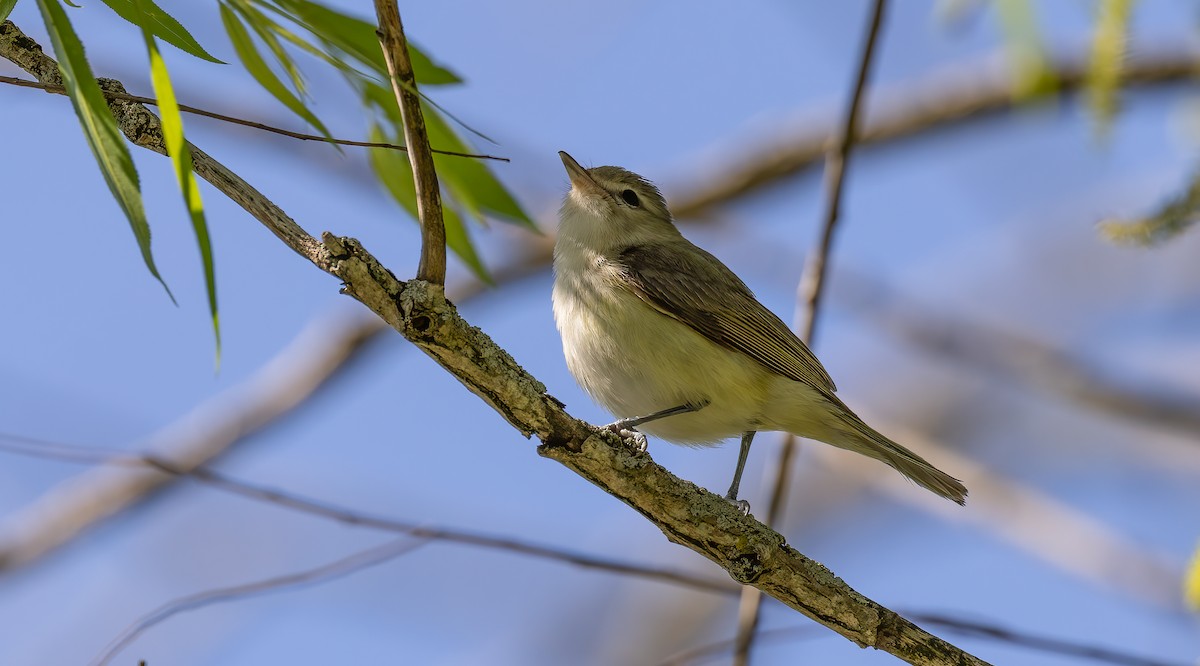 Ötücü Vireo - ML456727451