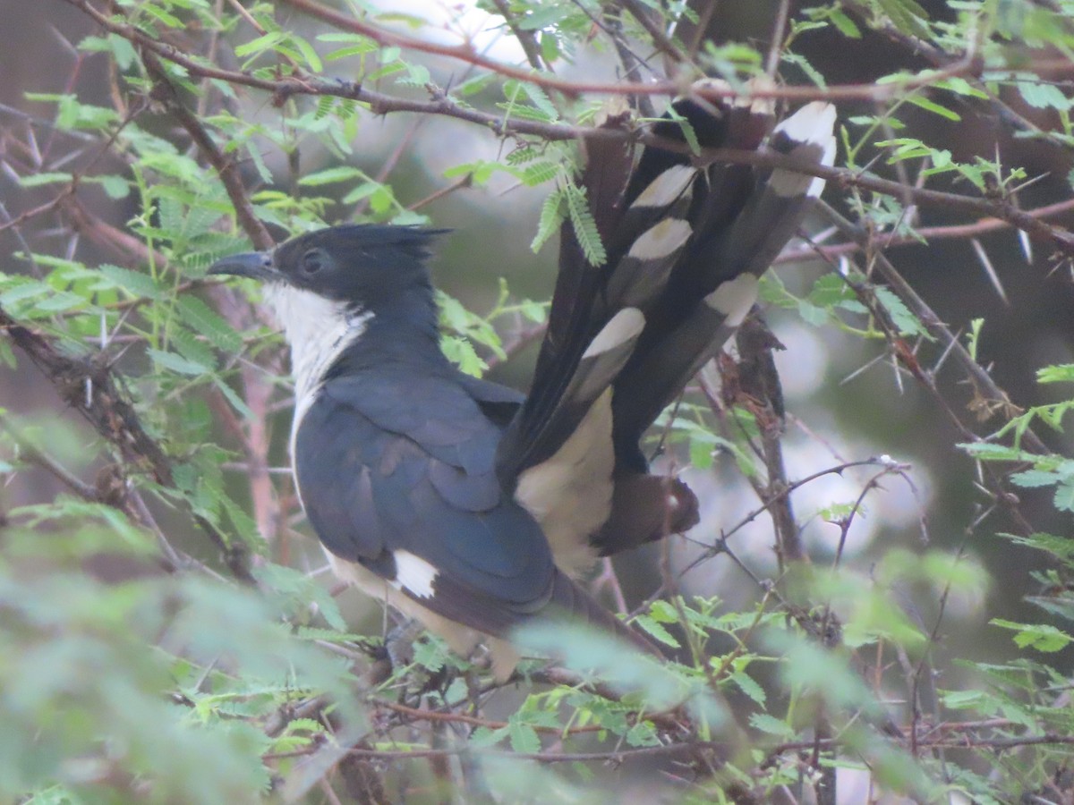 Pied Cuckoo - ML456728831