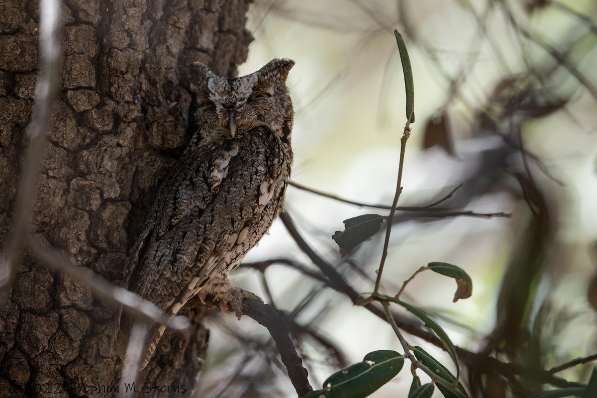 Whiskered Screech-Owl - ML456729521