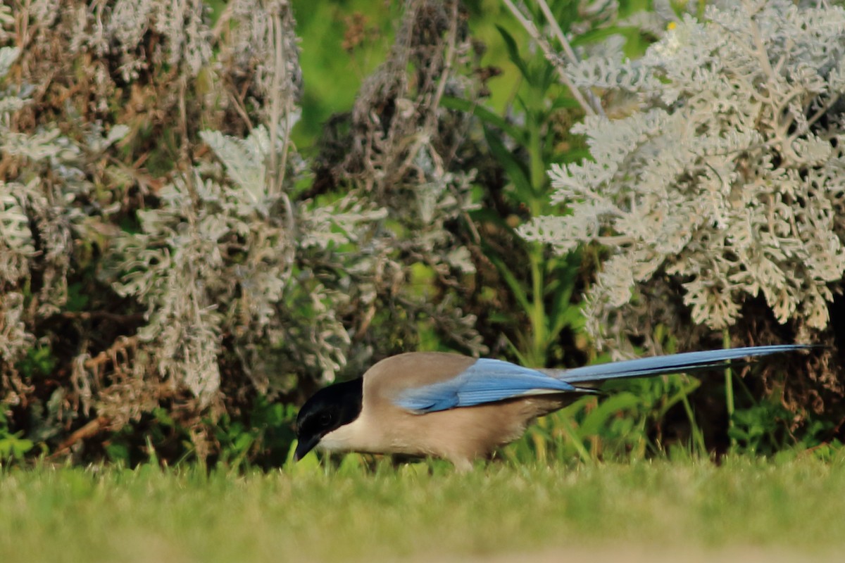 Iberian Magpie - ML45673021