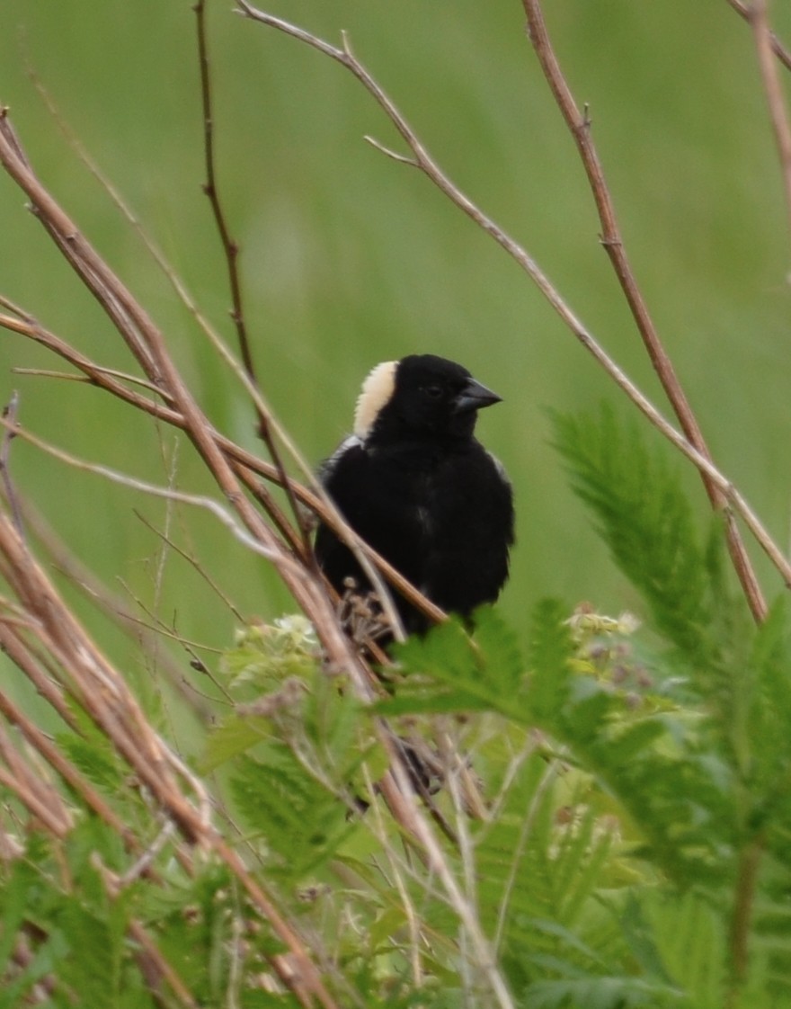 Bobolink - ML456730751