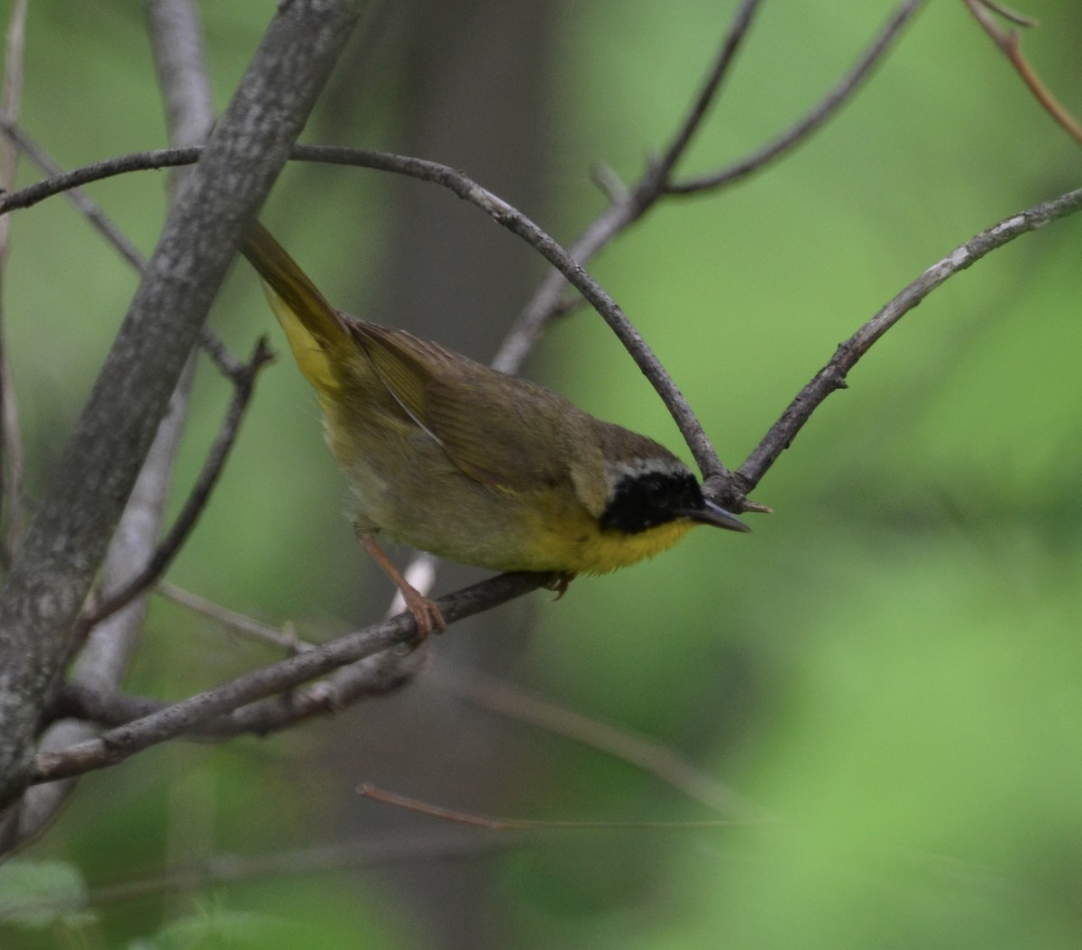 Common Yellowthroat - ML456730791