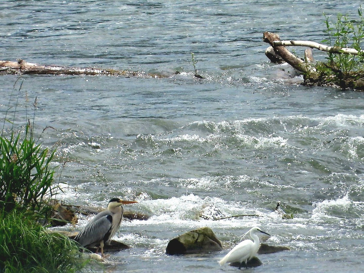 Little Egret - ML456731781