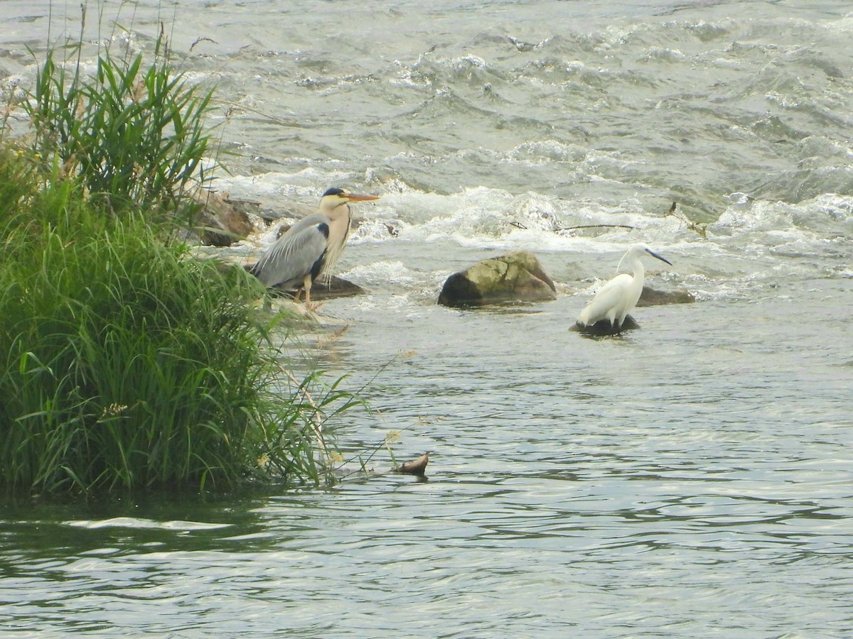 Little Egret - ML456731941