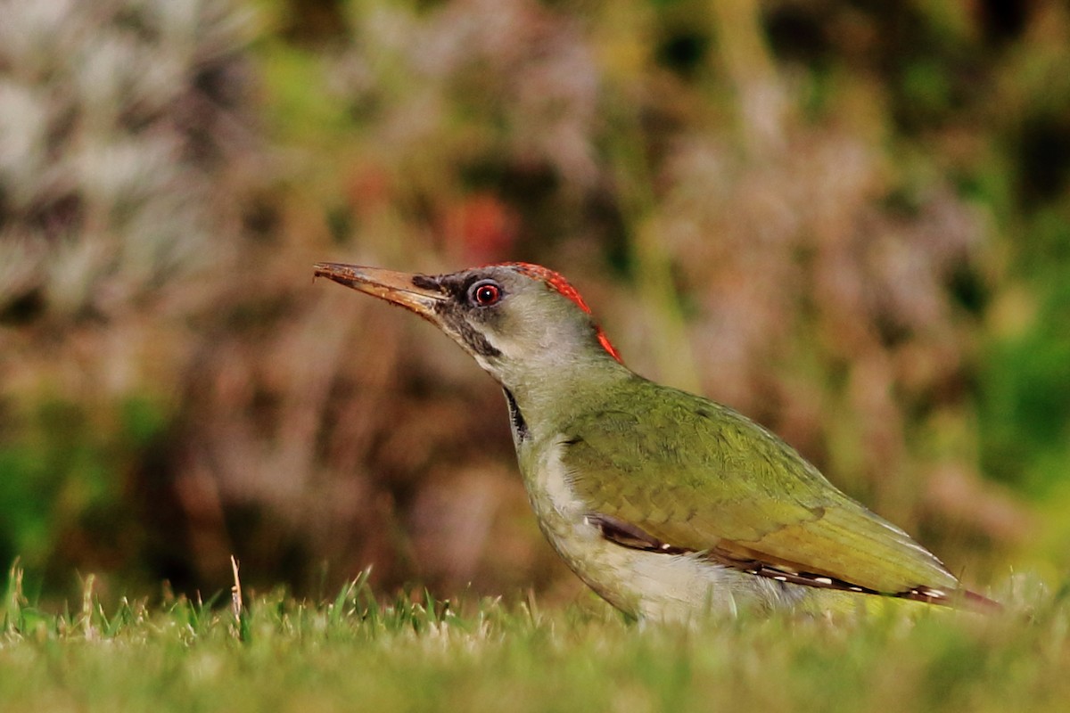 Iberian Green Woodpecker - ML45673211