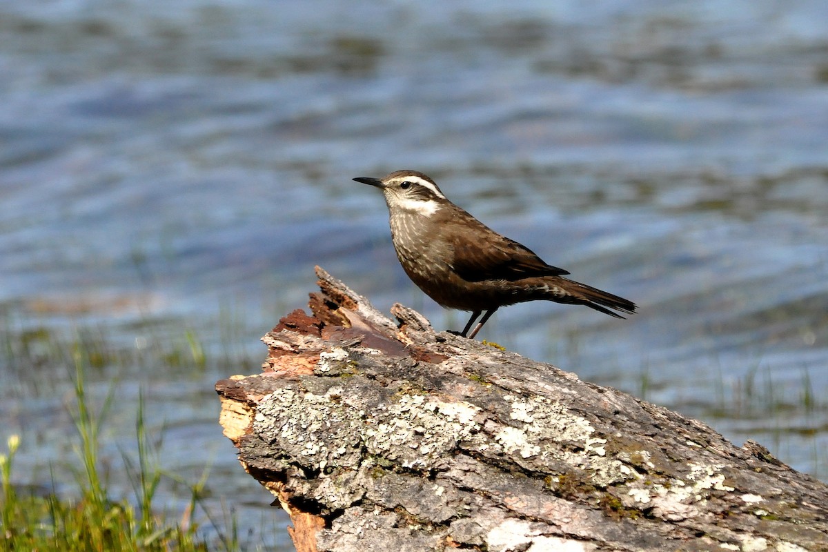 Dark-bellied Cinclodes - ML45673221