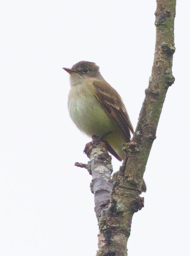 Willow Flycatcher - ML456732211