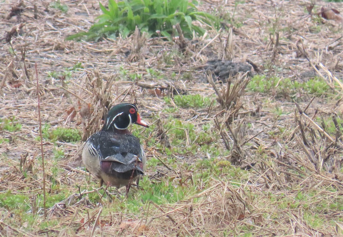 Wood Duck - ML456732221