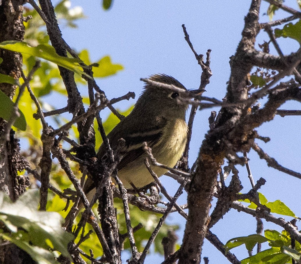 Western Flycatcher (Cordilleran) - Chris George