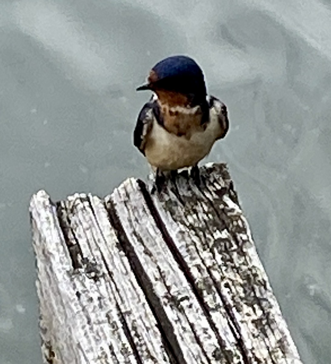 Cliff Swallow - ML456732511