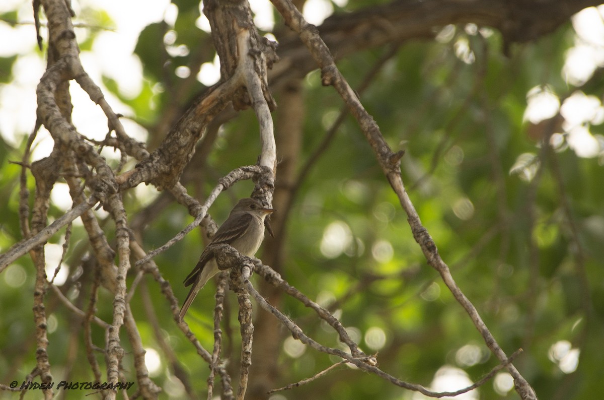 Willow Flycatcher - ML456732731