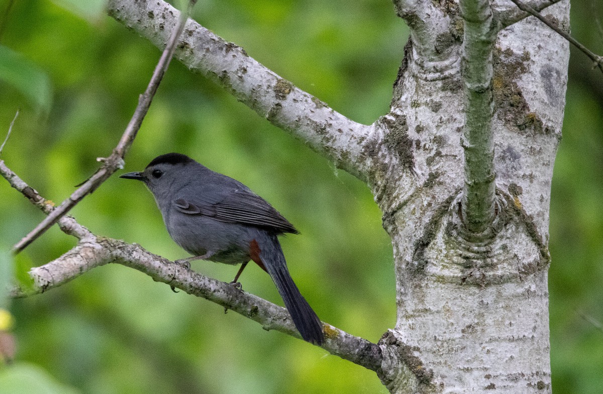 Gray Catbird - Mike Gumtow