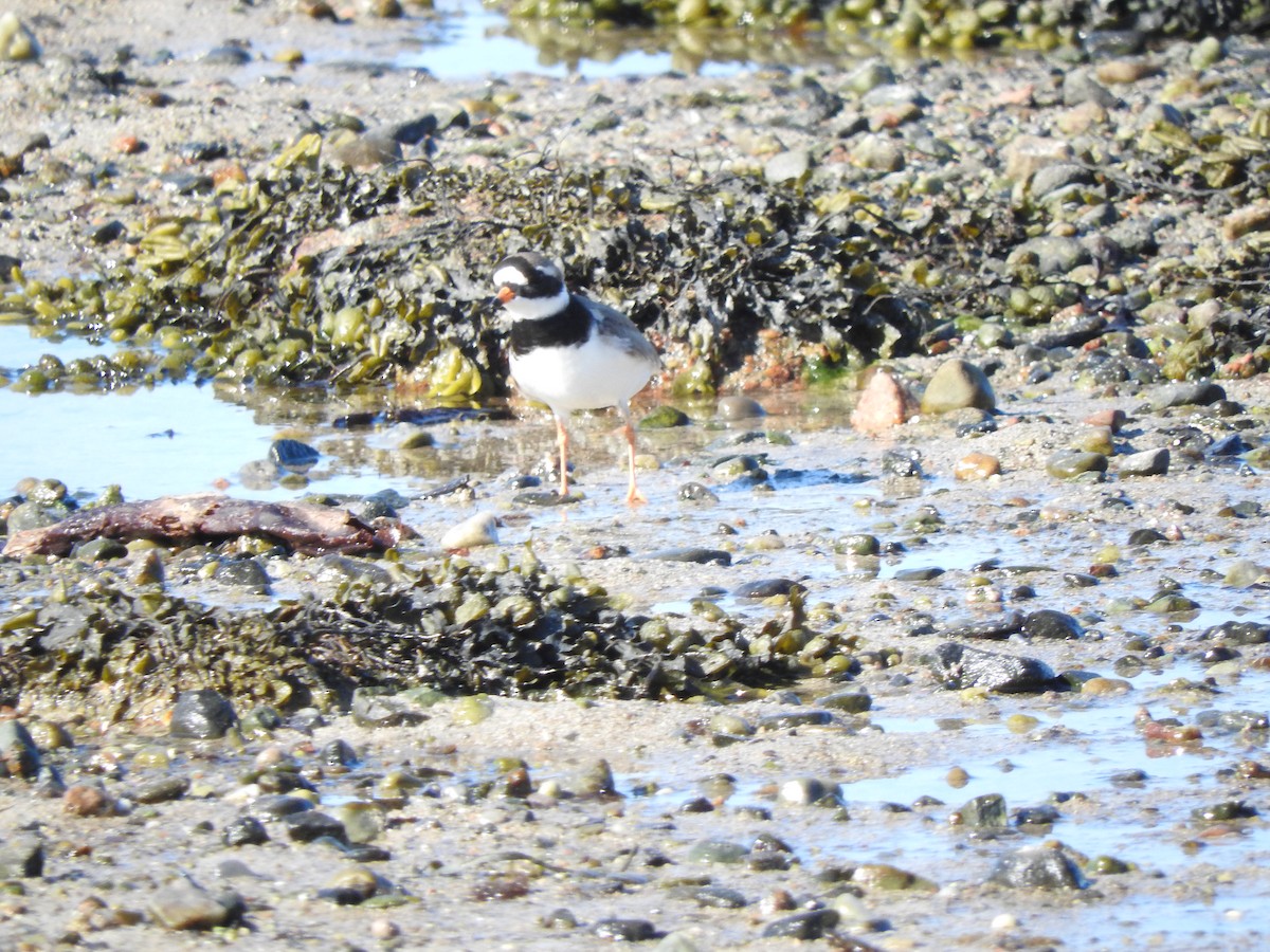 Common Ringed Plover - ML456733941
