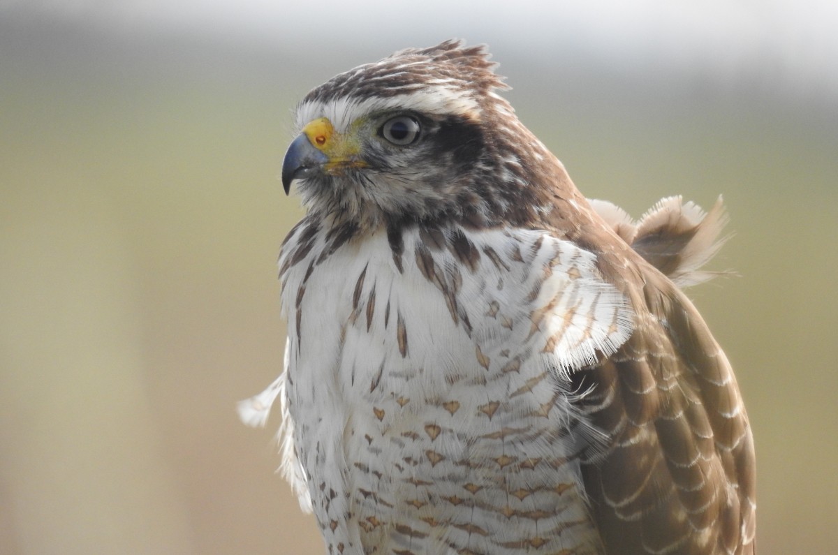 Roadside Hawk - ML456735001