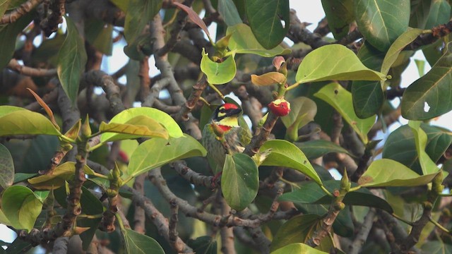 Coppersmith Barbet - ML456735181