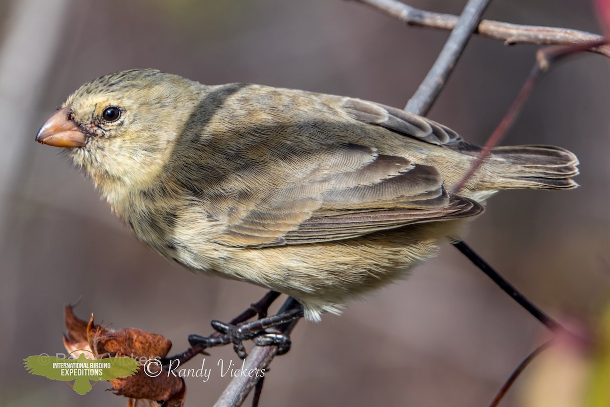 Small Tree-Finch - ML456740021