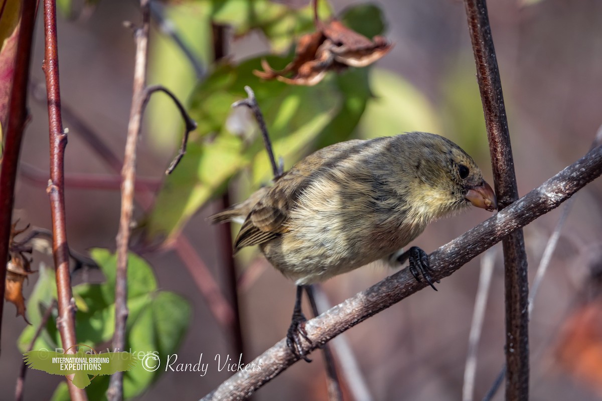 Small Tree-Finch - ML456740041