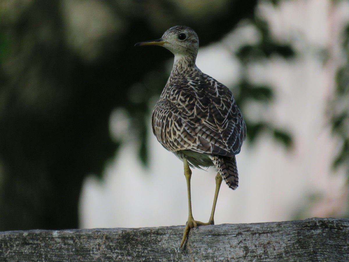 Upland Sandpiper - ML456741081