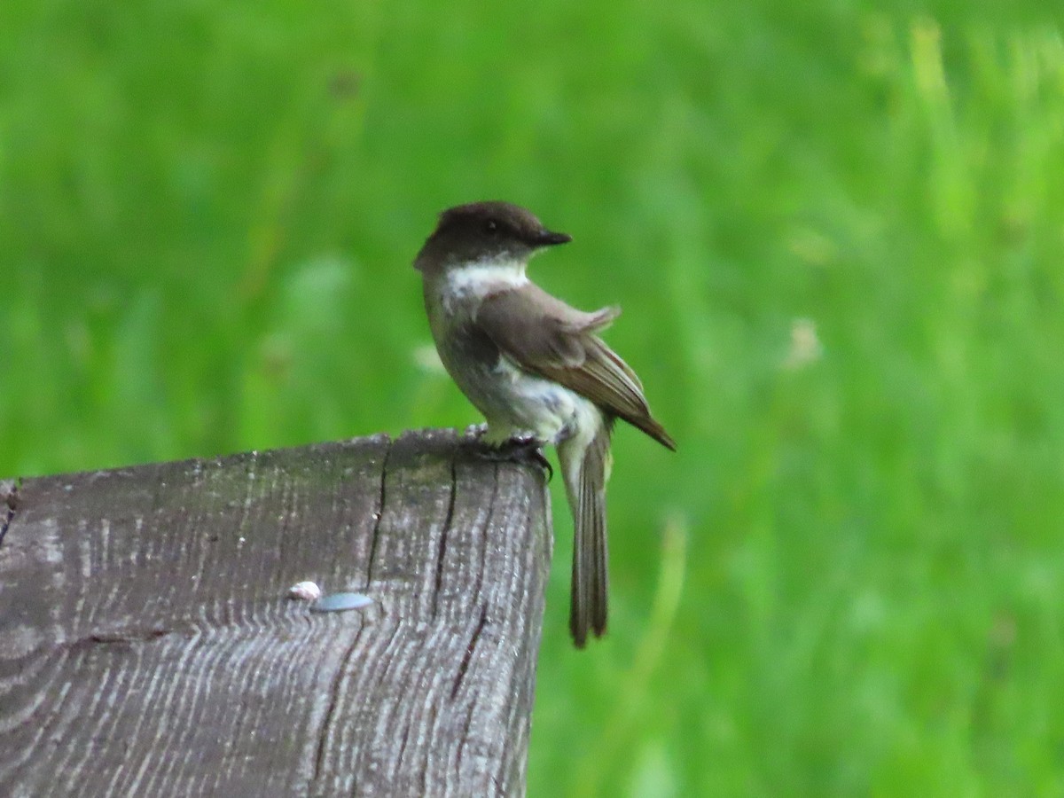 Eastern Phoebe - ML456741891