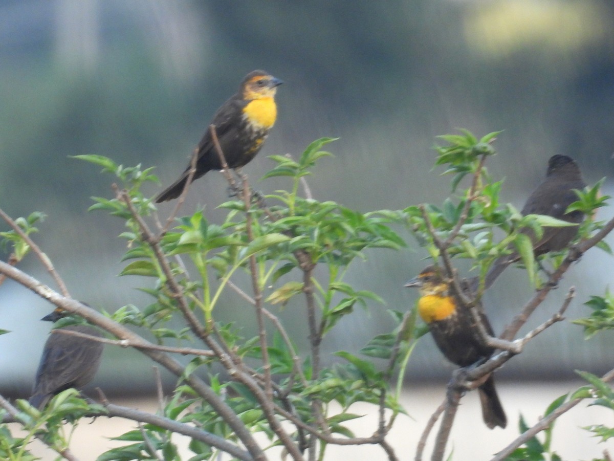 Yellow-headed Blackbird - ML456742011